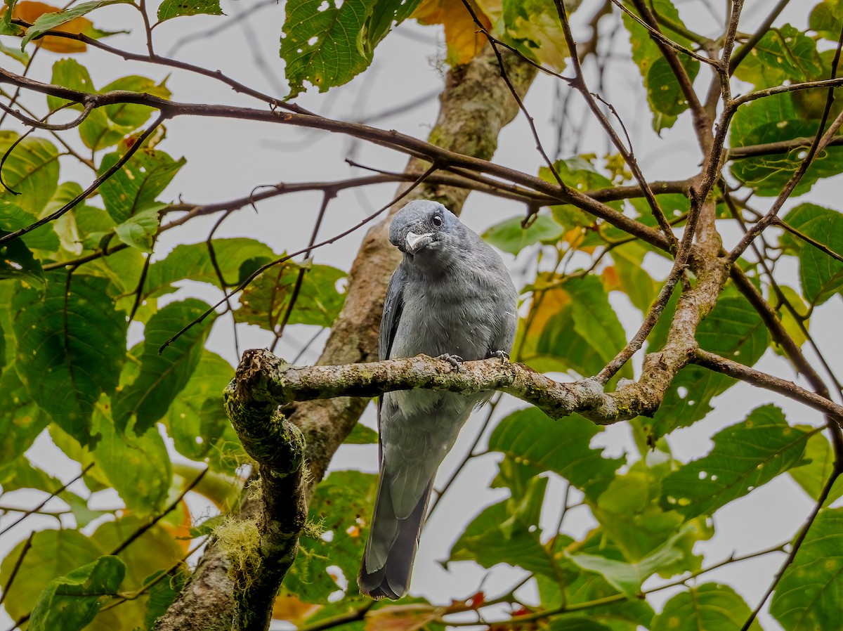 Sunda Cuckooshrike - ML644246469