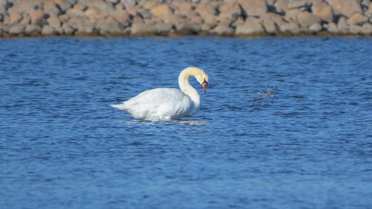 Хуруут хун - ML644246470