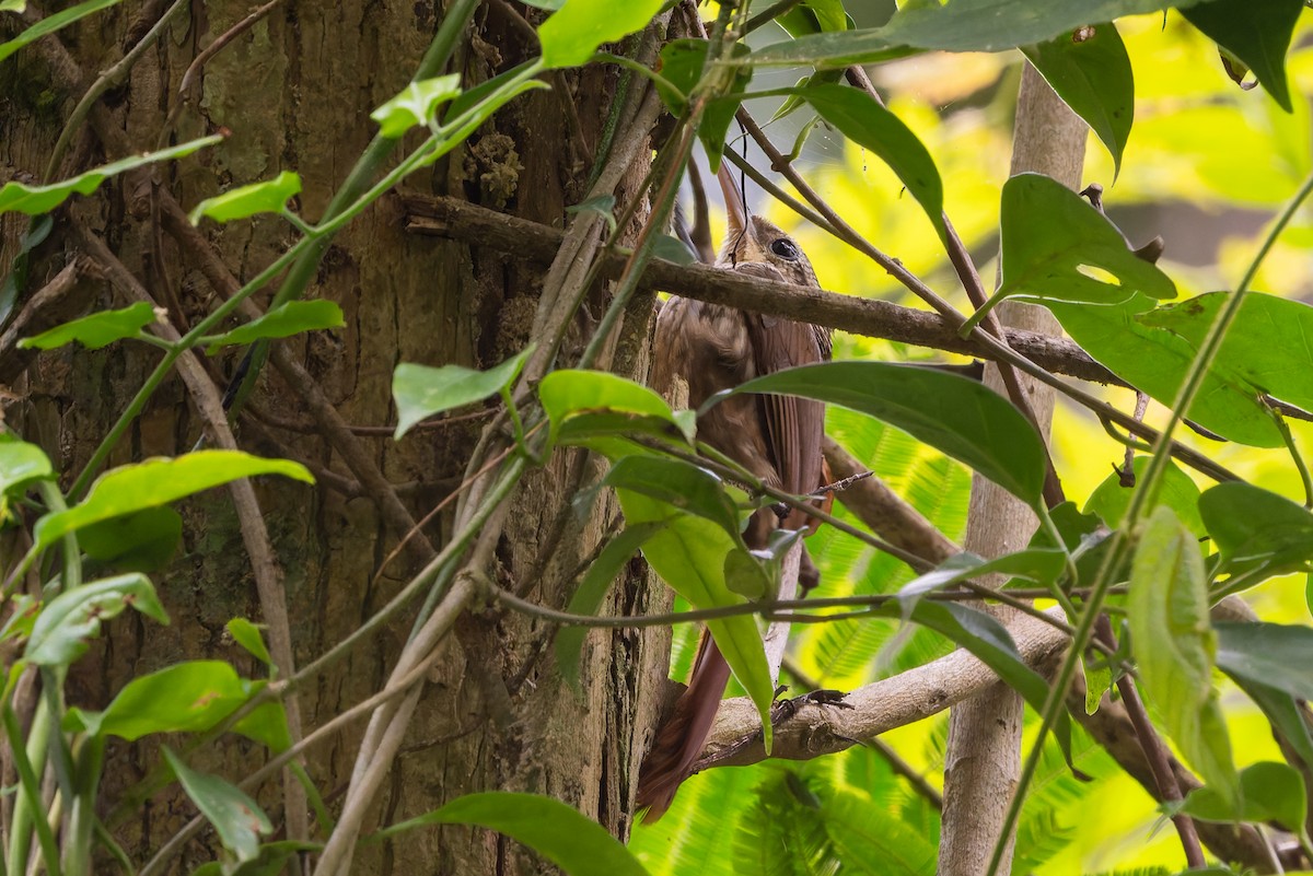 Grimpar brun - ML644246480