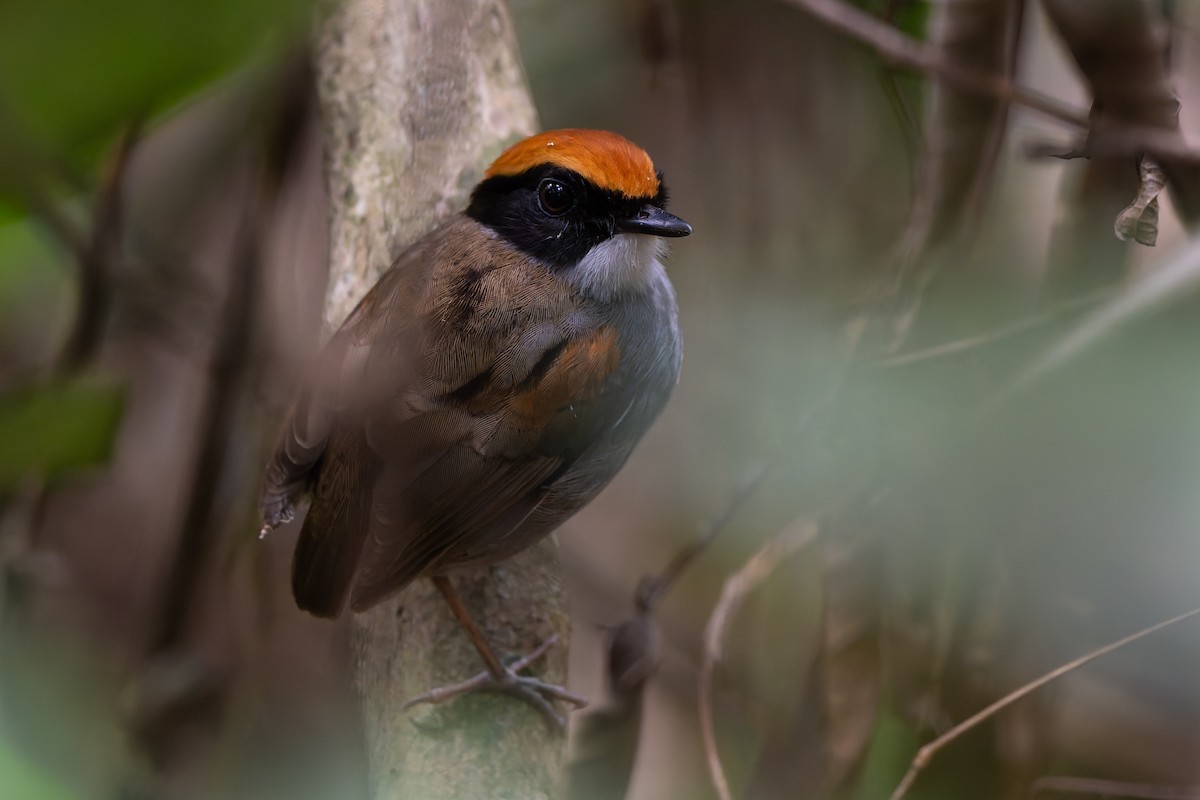 Black-cheeked Gnateater - ML644246486
