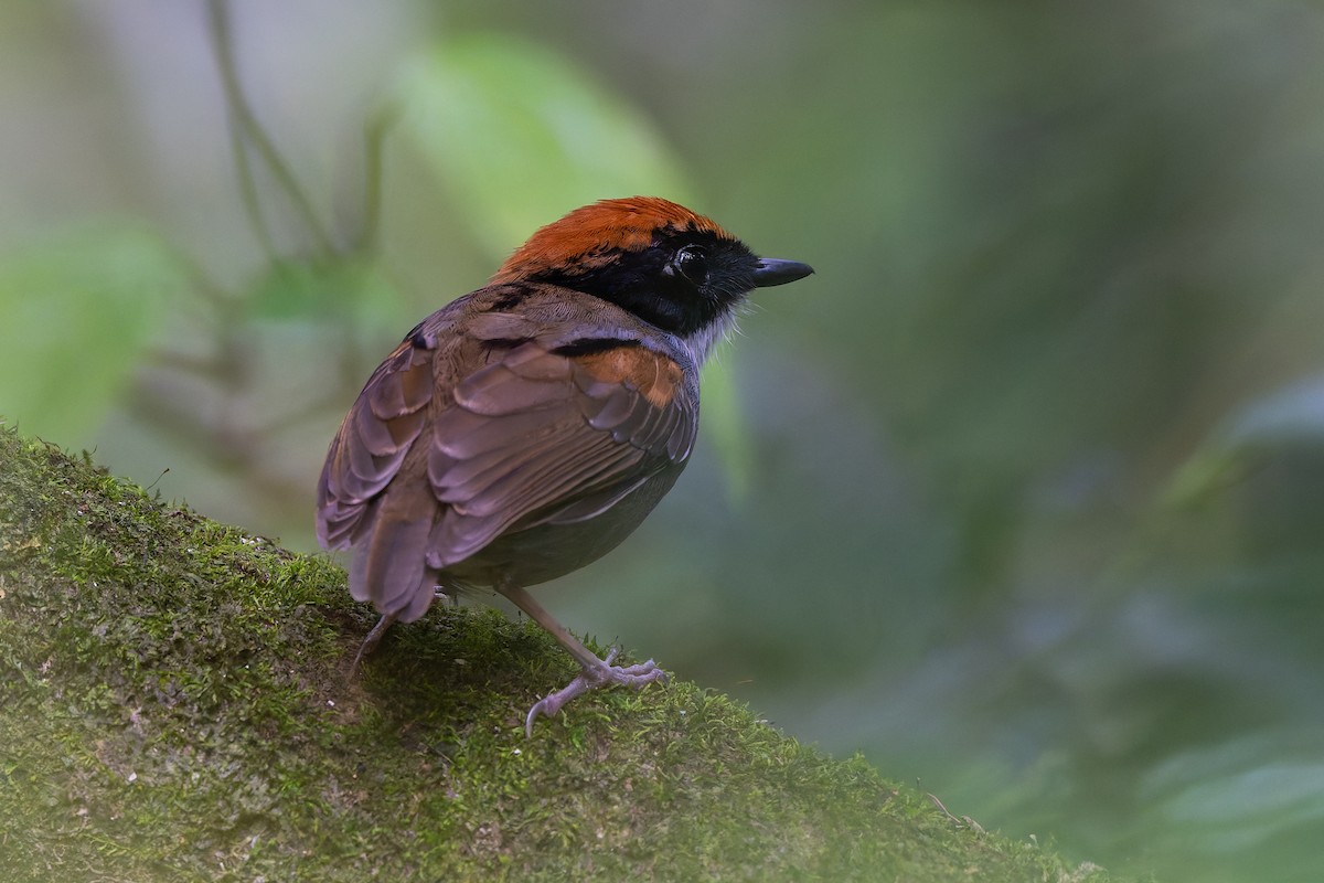 Black-cheeked Gnateater - ML644246488