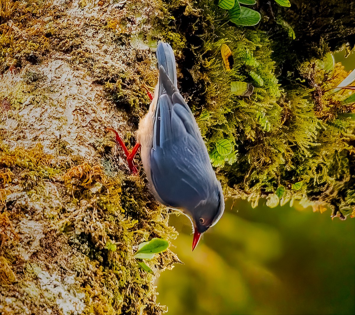 Velvet-fronted Nuthatch - ML644246489