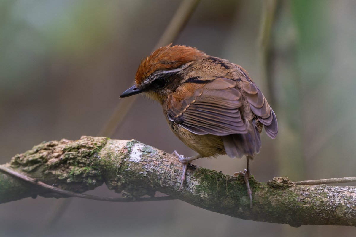 Black-cheeked Gnateater - ML644246494