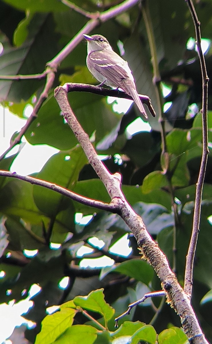 Eastern Wood-Pewee - ML644246496