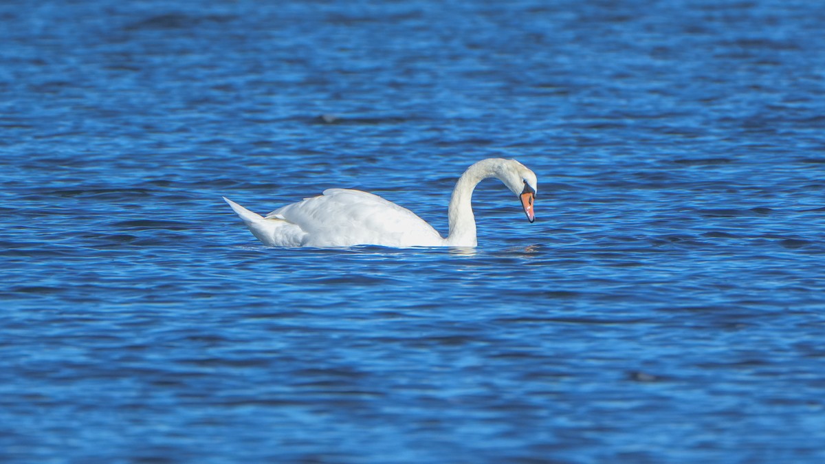 Хуруут хун - ML644246501