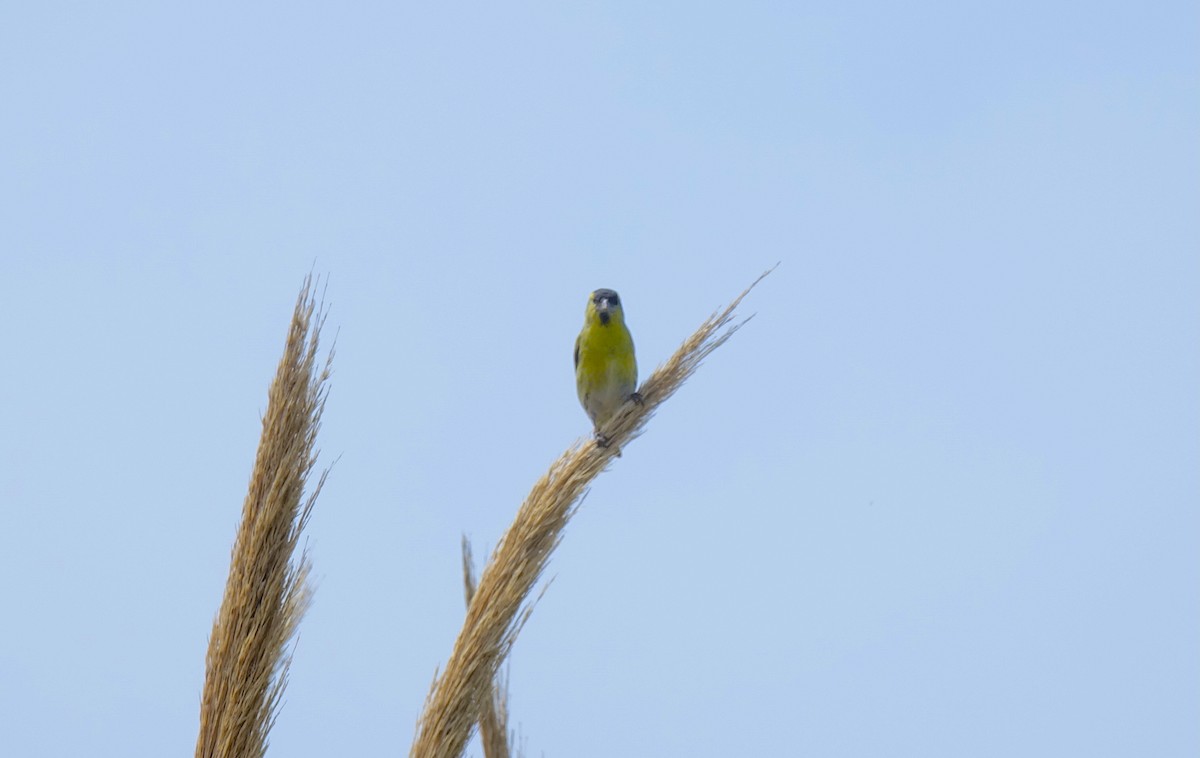 Tarin des aulnes - ML644246510