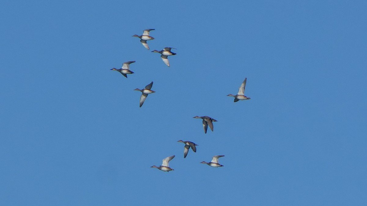 Бор нугас - ML644246516