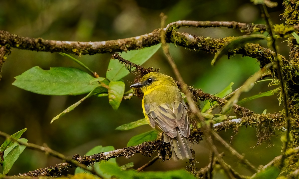 Bornean Whistler - ML644246517