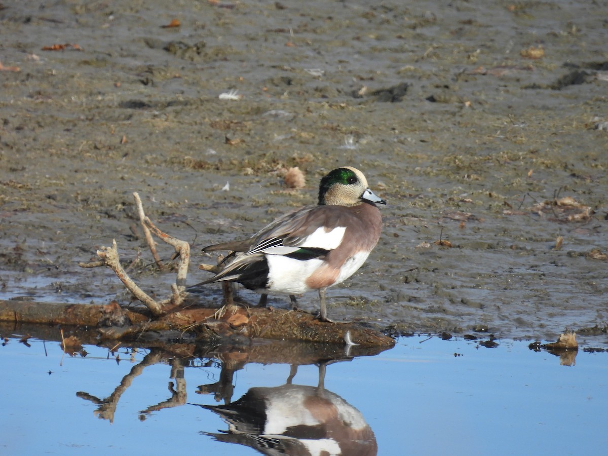 Amerika Fiyusu - ML644246525