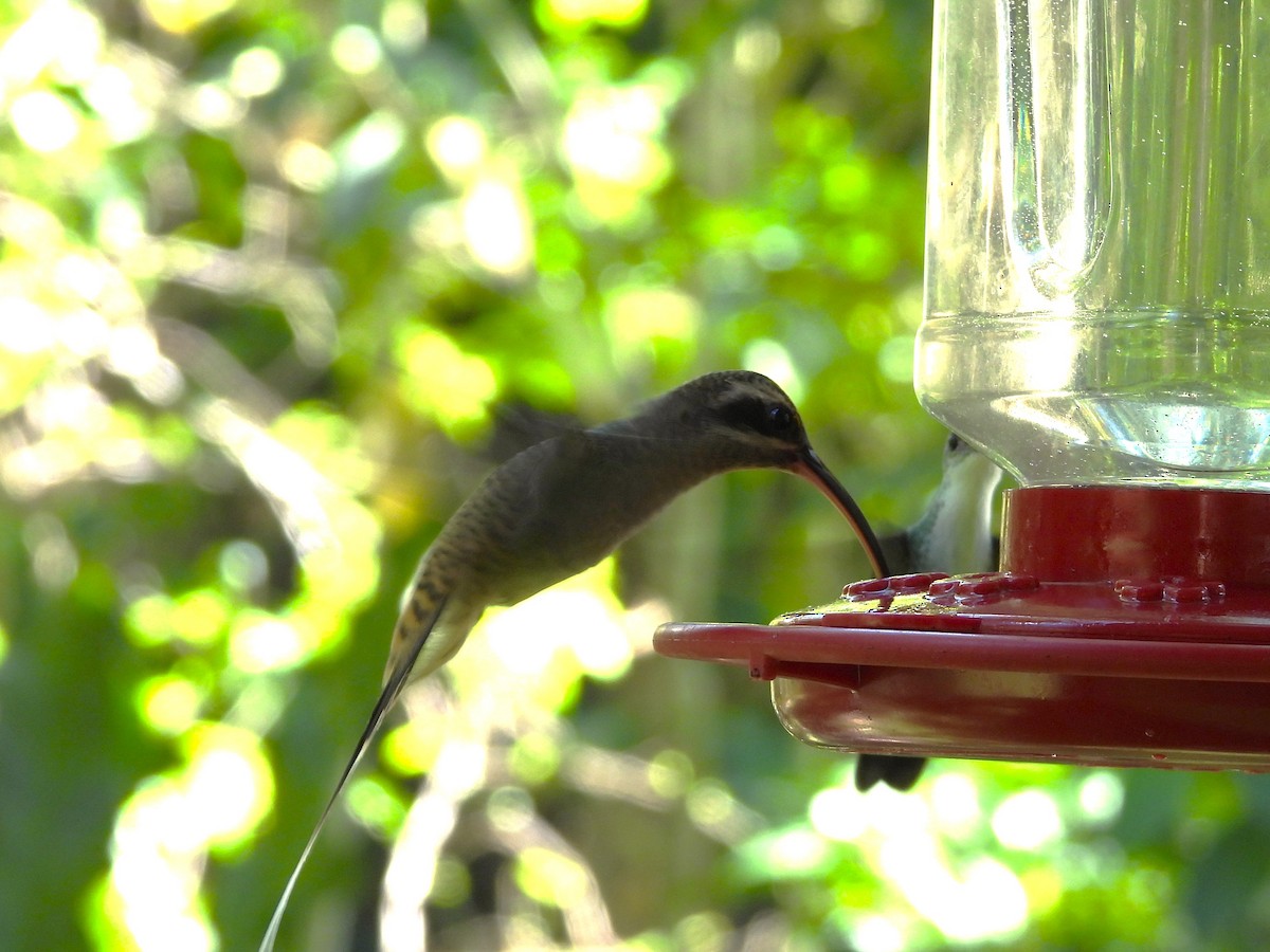 Long-billed Hermit - ML644246526