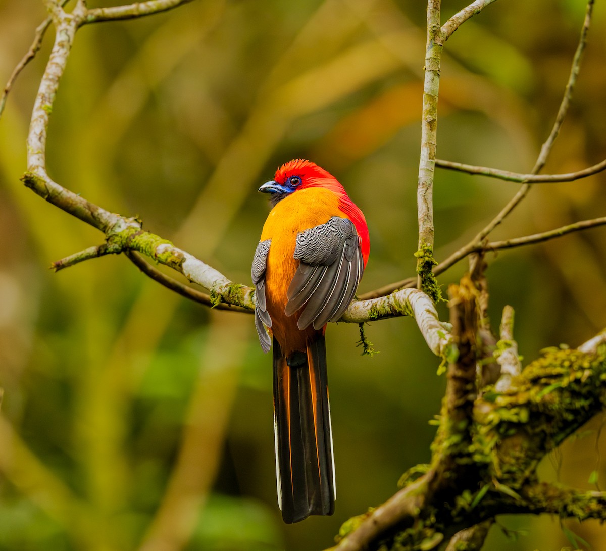 Whitehead's Trogon - ML644246528