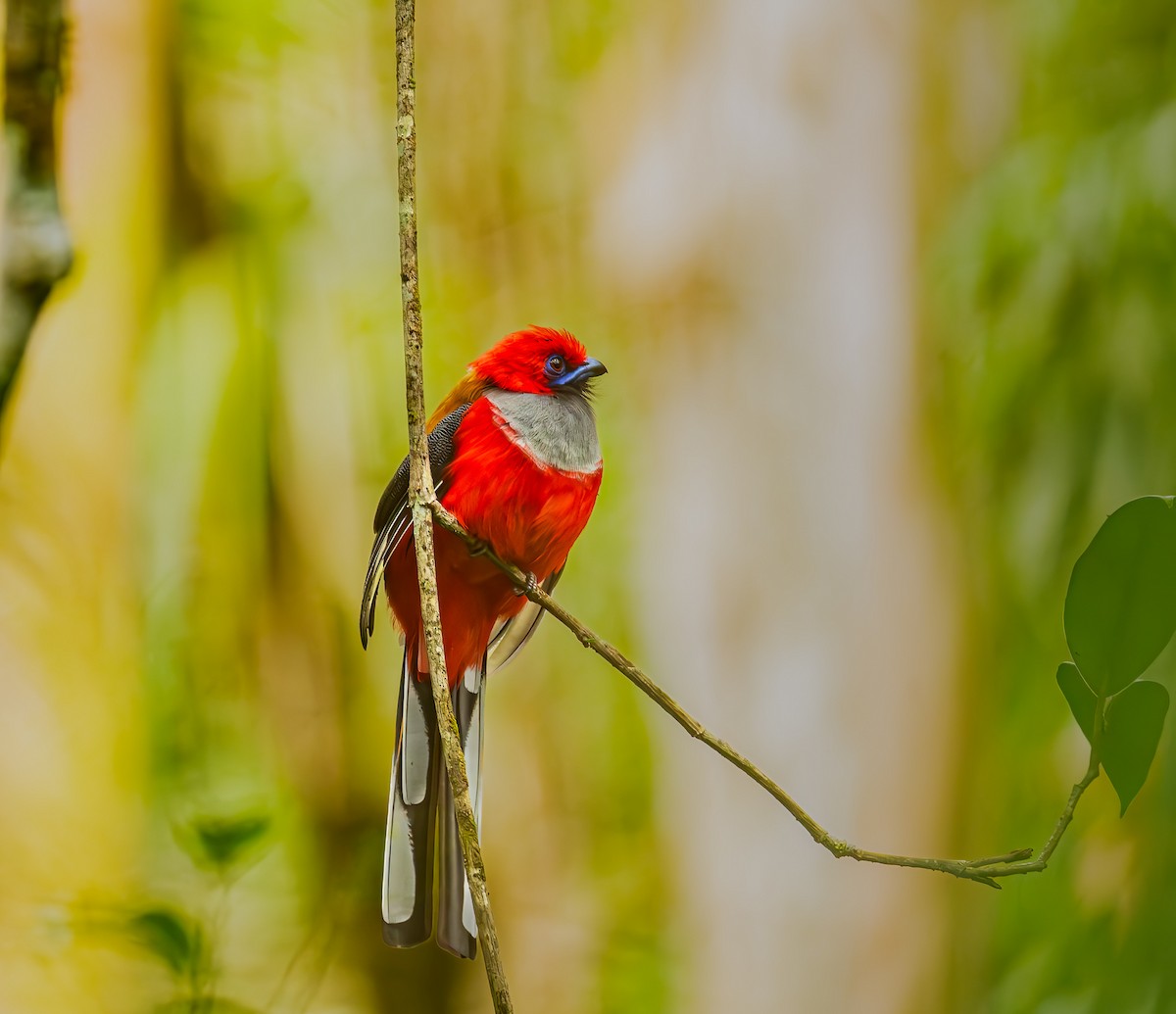 Whitehead's Trogon - ML644246529