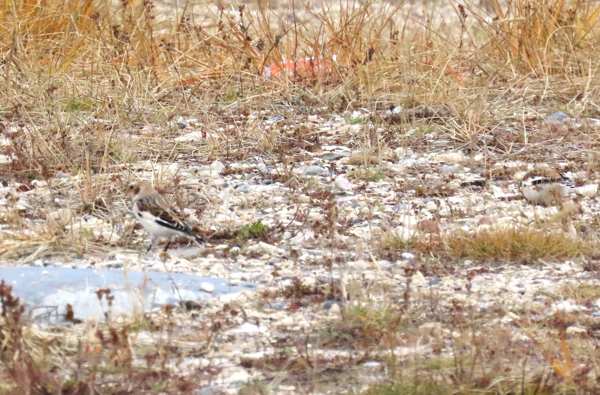 Plectrophane des neiges - ML644246538