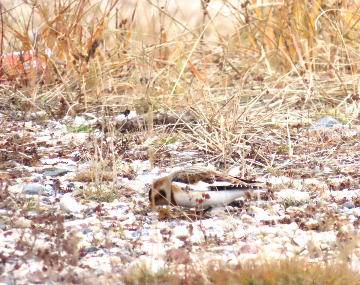 Plectrophane des neiges - ML644246539