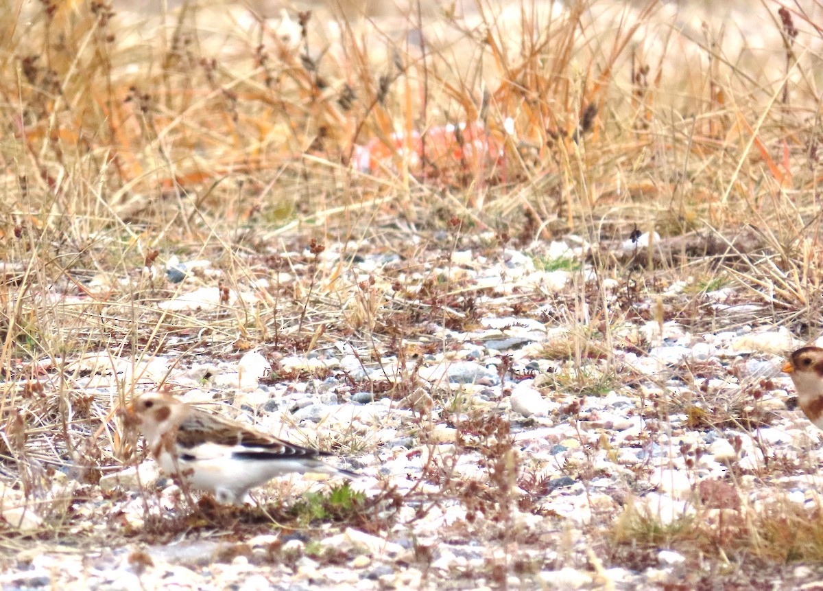 Plectrophane des neiges - ML644246540