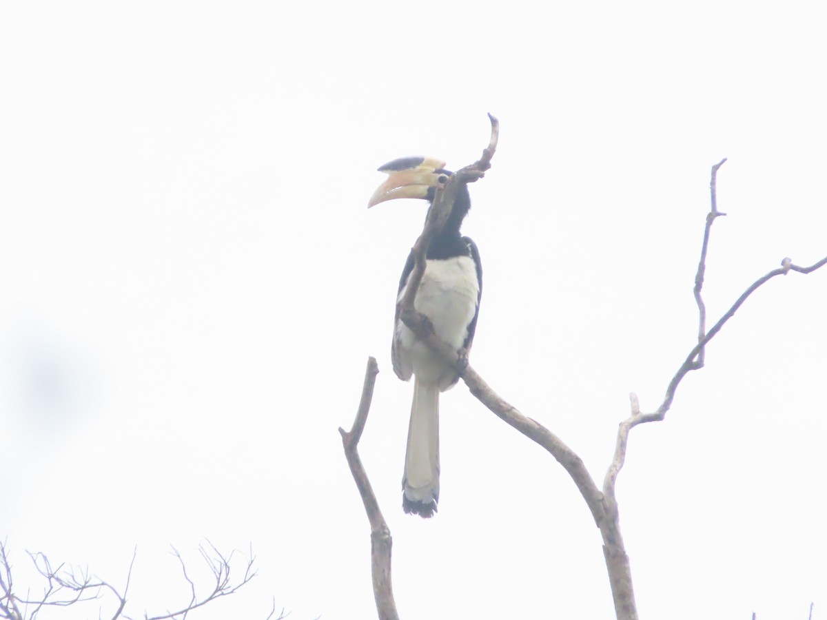 カササギサイチョウ - ML644246542