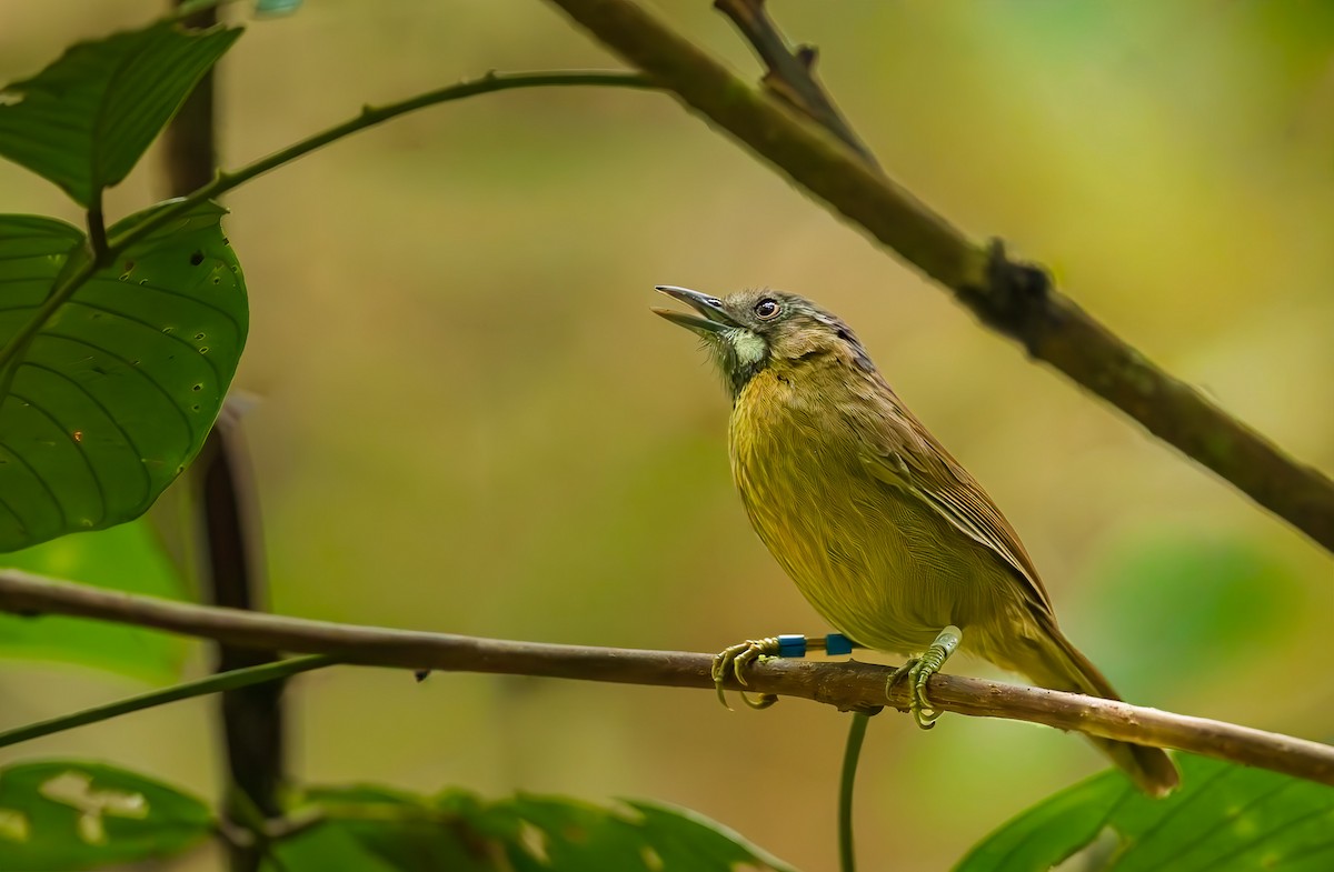 Gray-throated Babbler - ML644246555