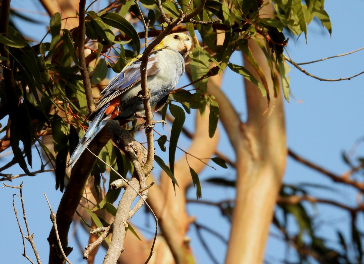 Pale-headed Rosella - ML644246559