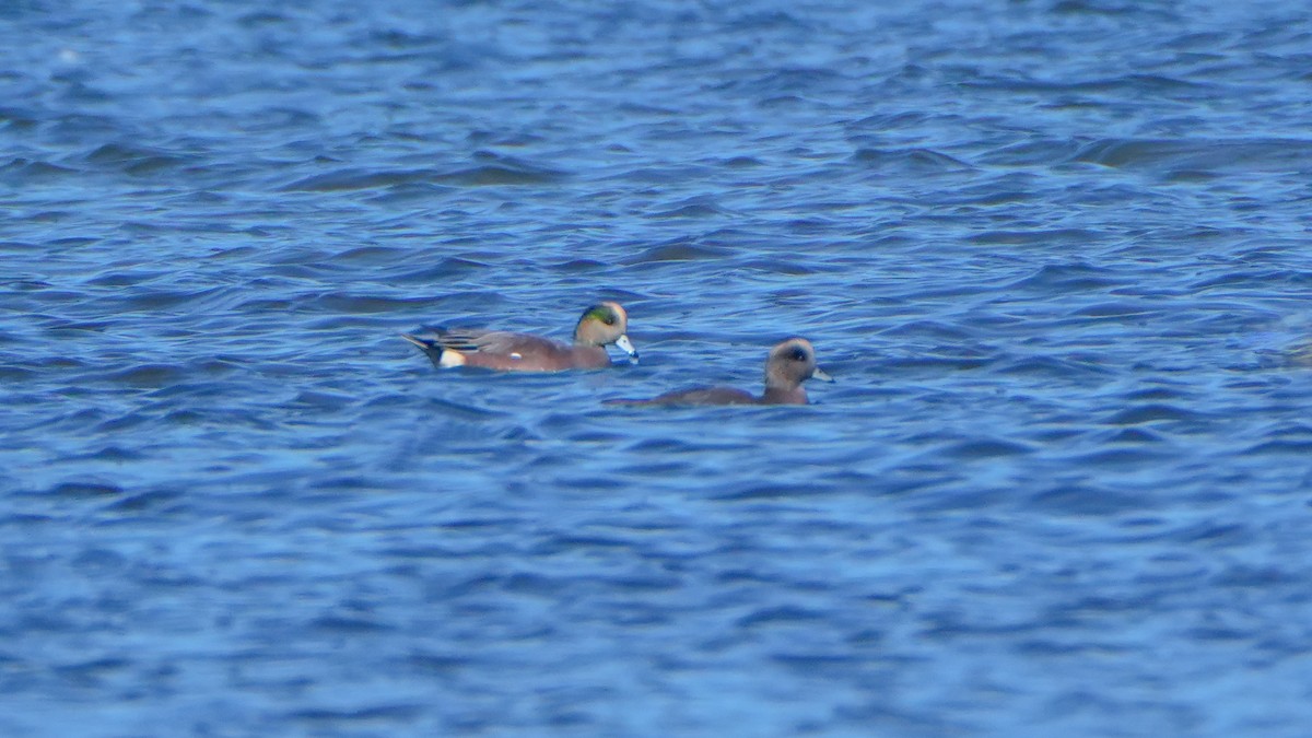 Amerika Fiyusu - ML644246560