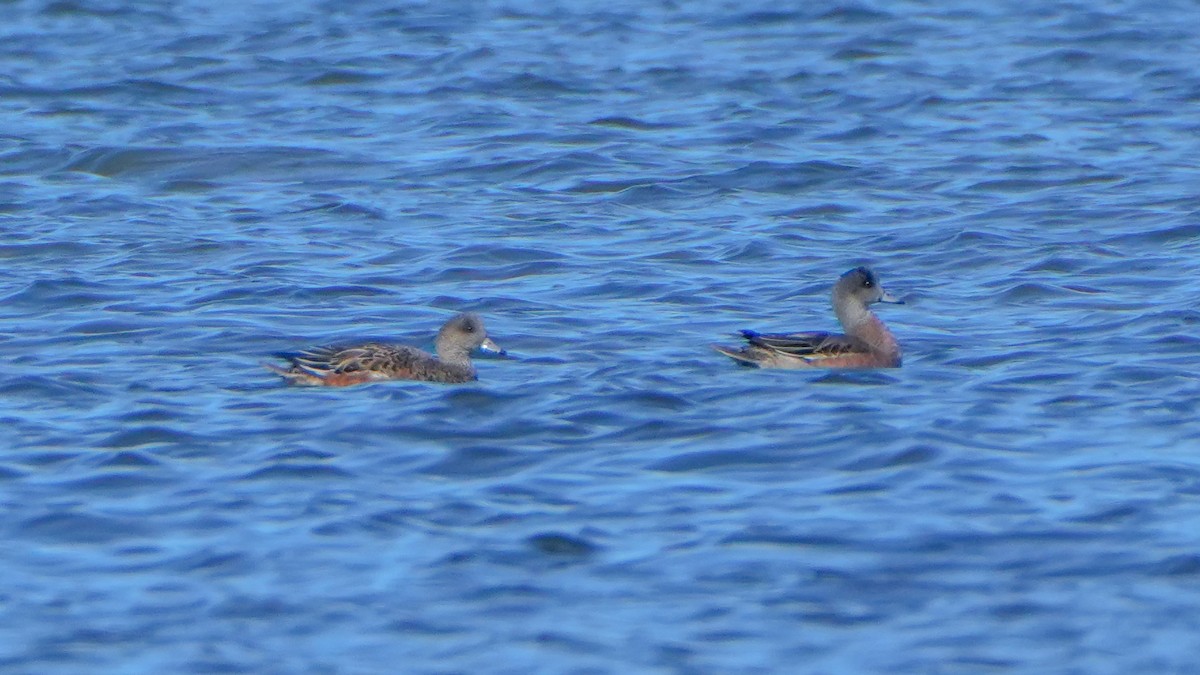 Amerika Fiyusu - ML644246569