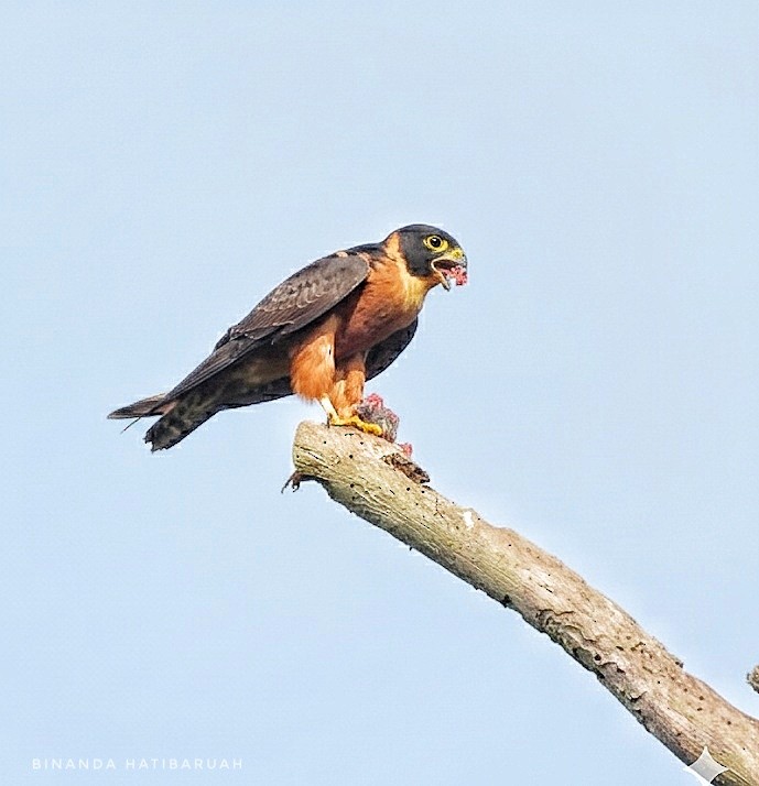 Asya Delice Doğanı - ML644246580