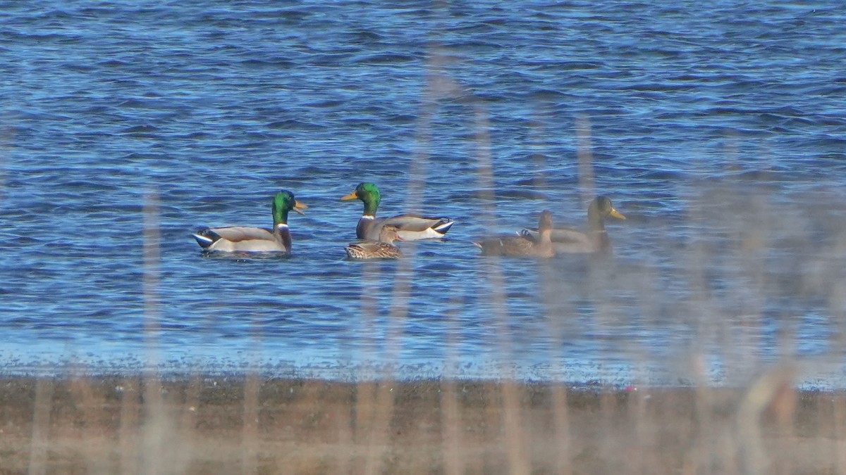 Зэрлэг нугас - ML644246582