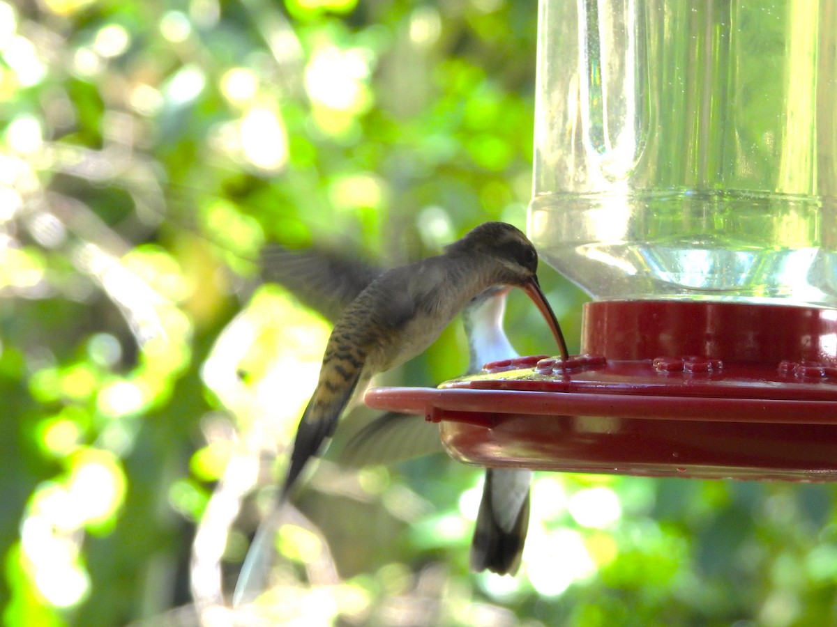 Long-billed Hermit - ML644246588