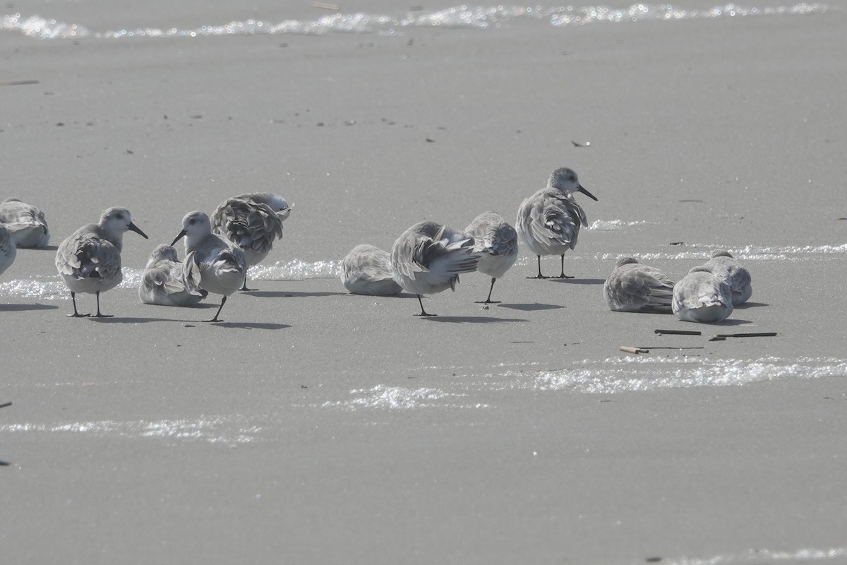 Txirri zuria - ML644246596