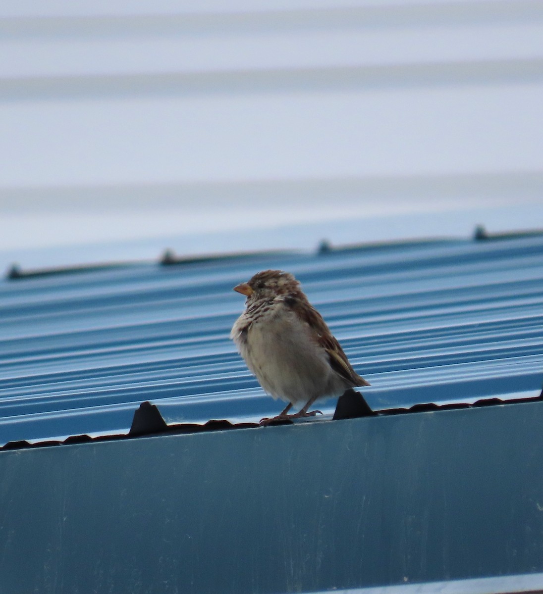 イエスズメ - ML644246598