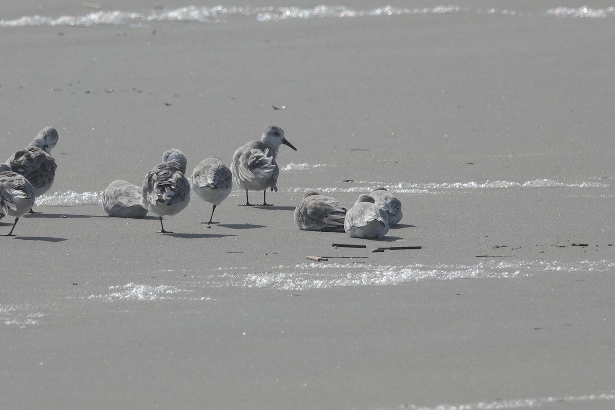 Txirri zuria - ML644246600