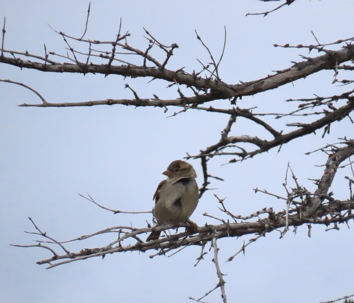 イエスズメ - ML644246602