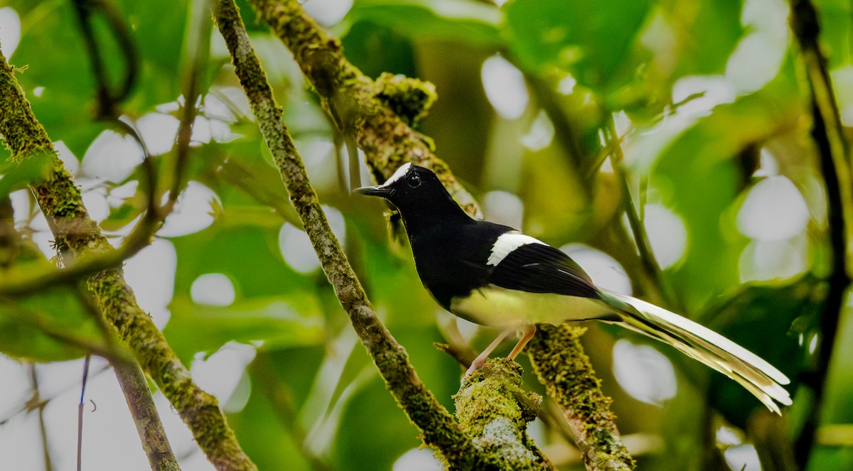 Bornean Forktail - ML644246603