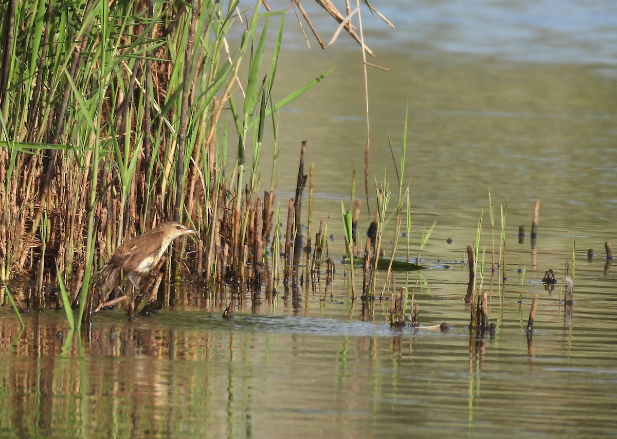 Australian Reed Warbler - ML644246604