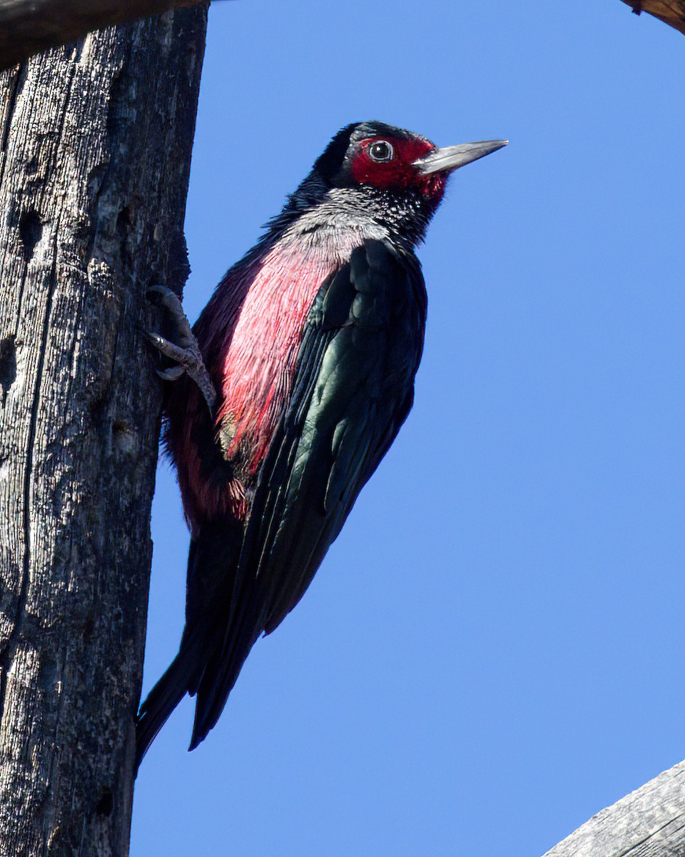 Lewis's Woodpecker - ML644246611
