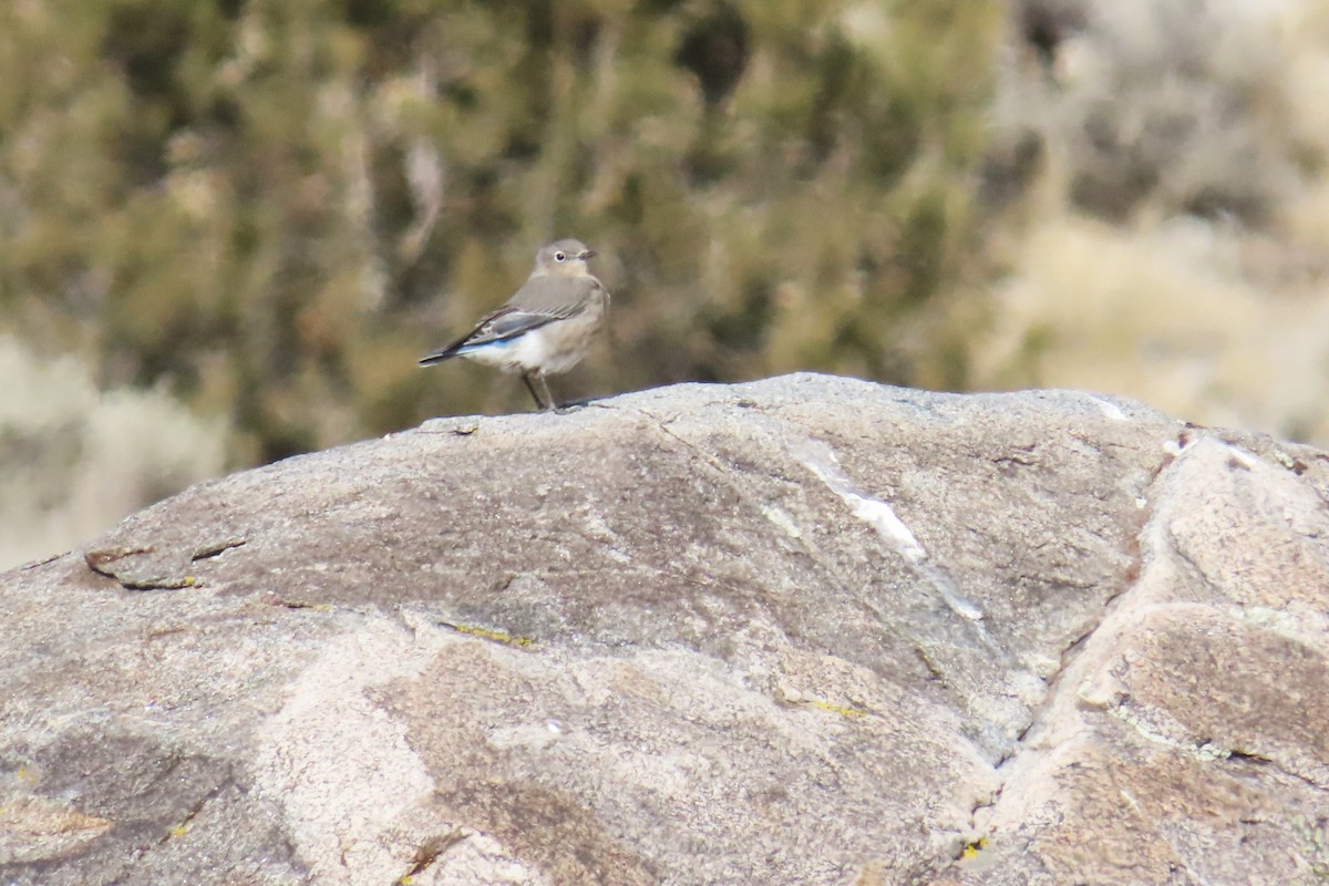 Mountain Bluebird - ML644246613