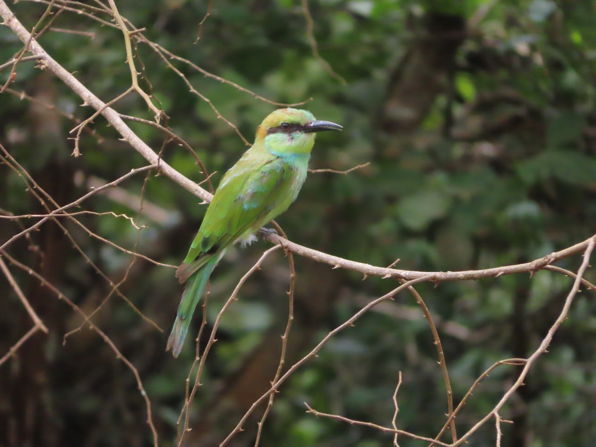 Asian Green Bee-eater - ML644246615