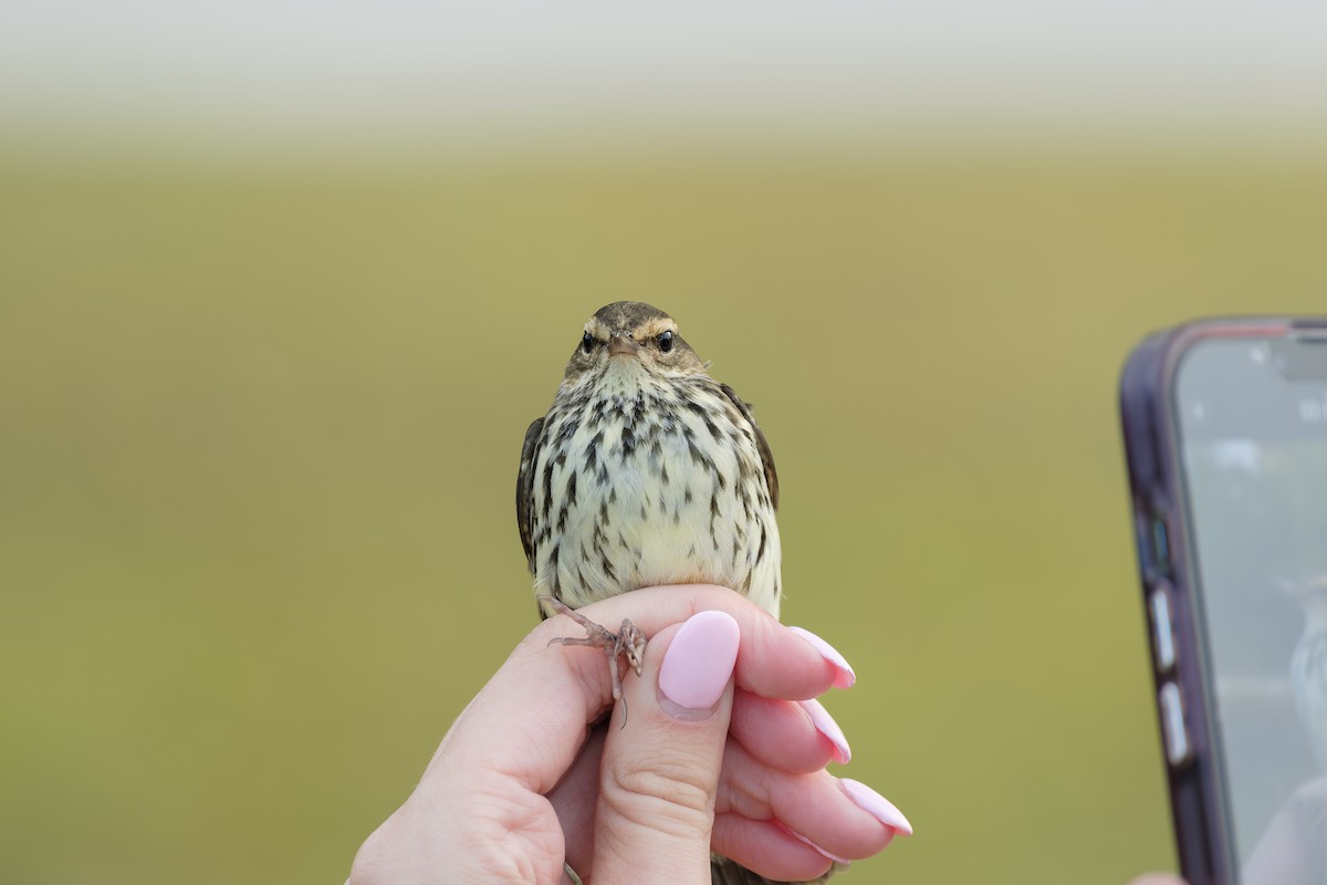 Northern Waterthrush - ML644246616