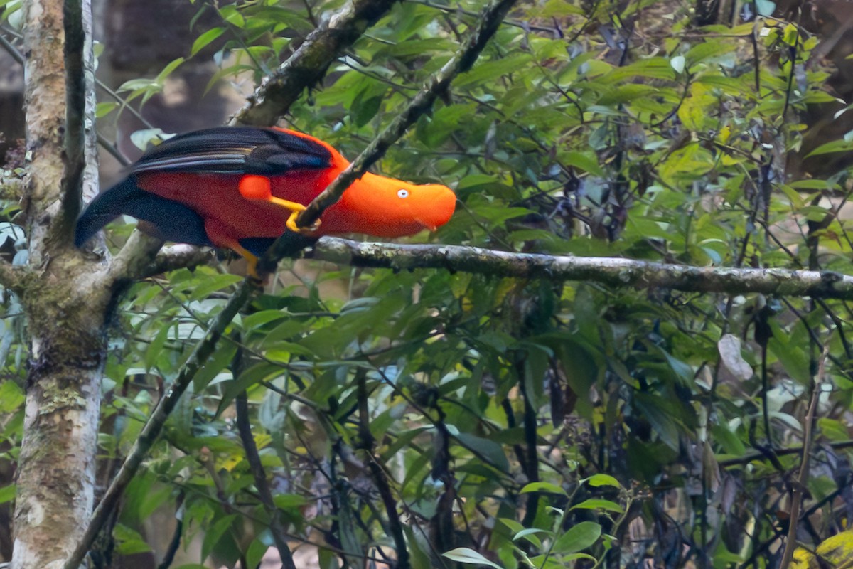 Andean Cock-of-the-rock - ML644246623