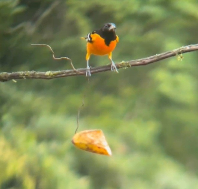 Baltimore Oriole - ML644246625