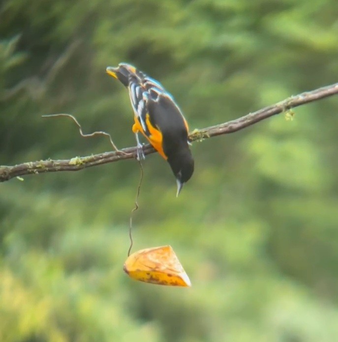 Baltimore Oriole - ML644246626