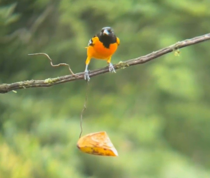 Baltimore Oriole - ML644246627