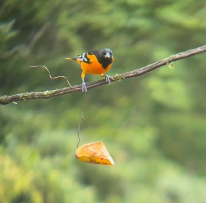 Baltimore Oriole - ML644246628