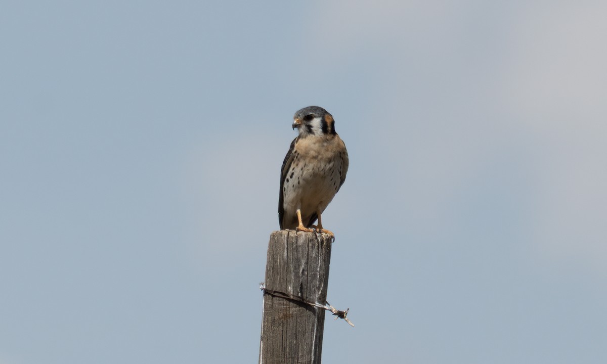 American Kestrel - ML644246629
