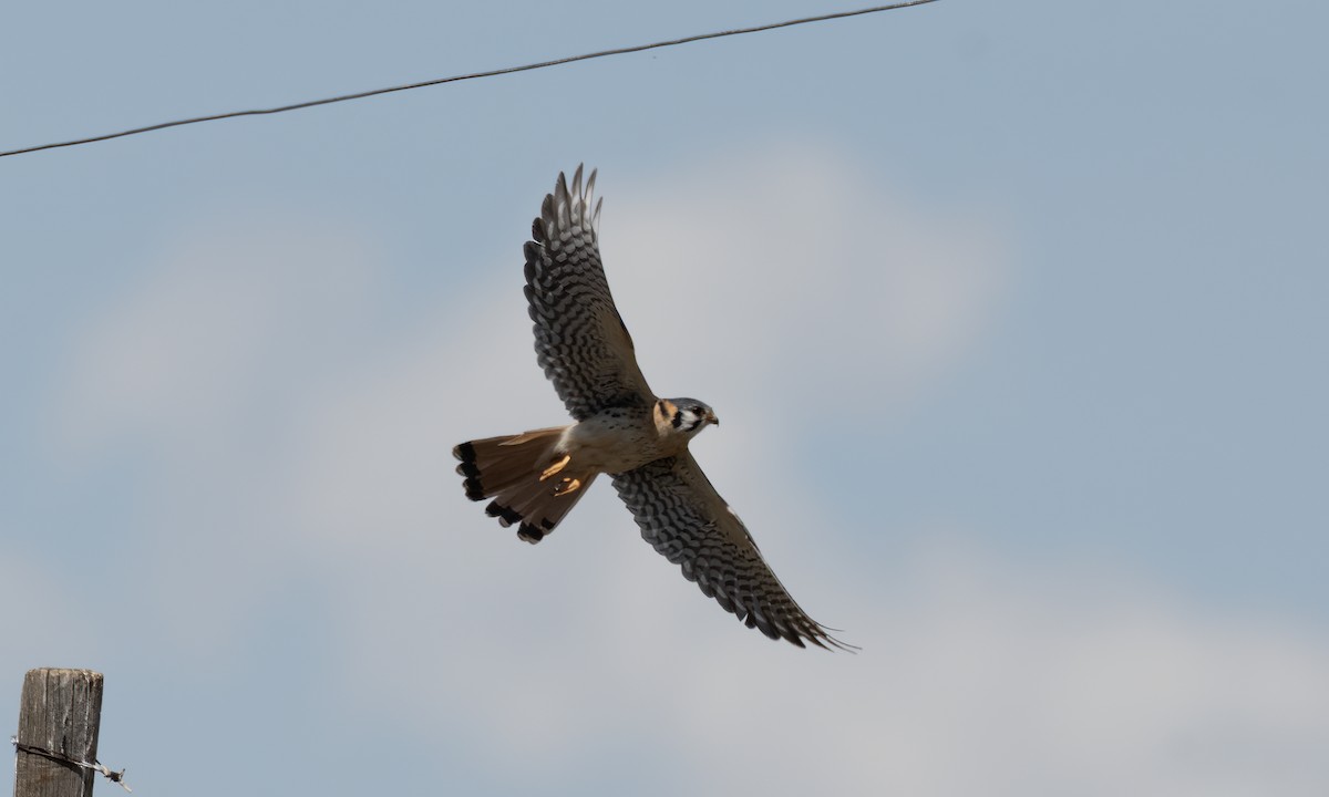American Kestrel - ML644246630