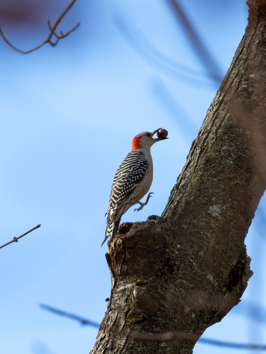 Red-bellied Woodpecker - ML644246631