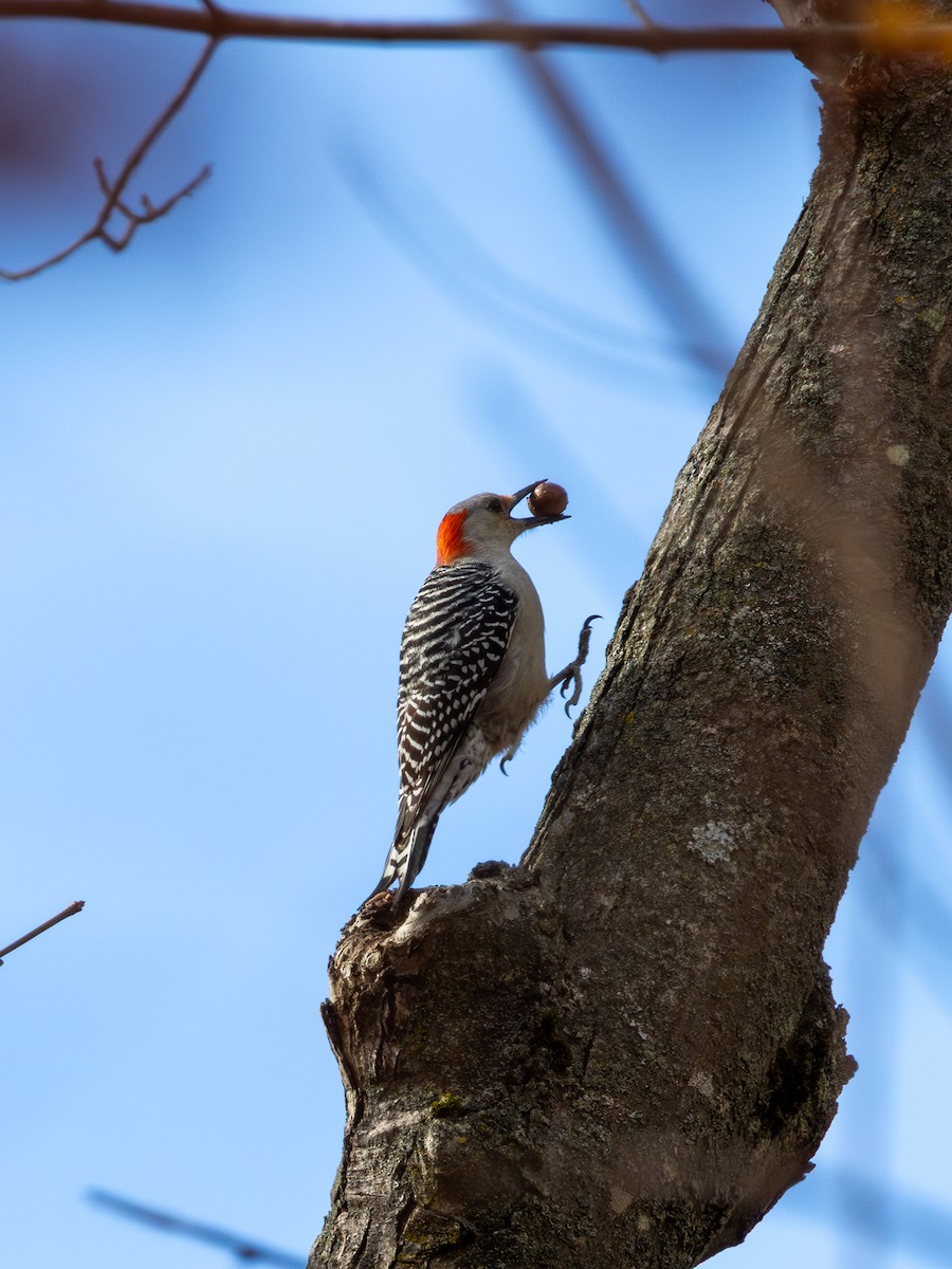 Red-bellied Woodpecker - ML644246632