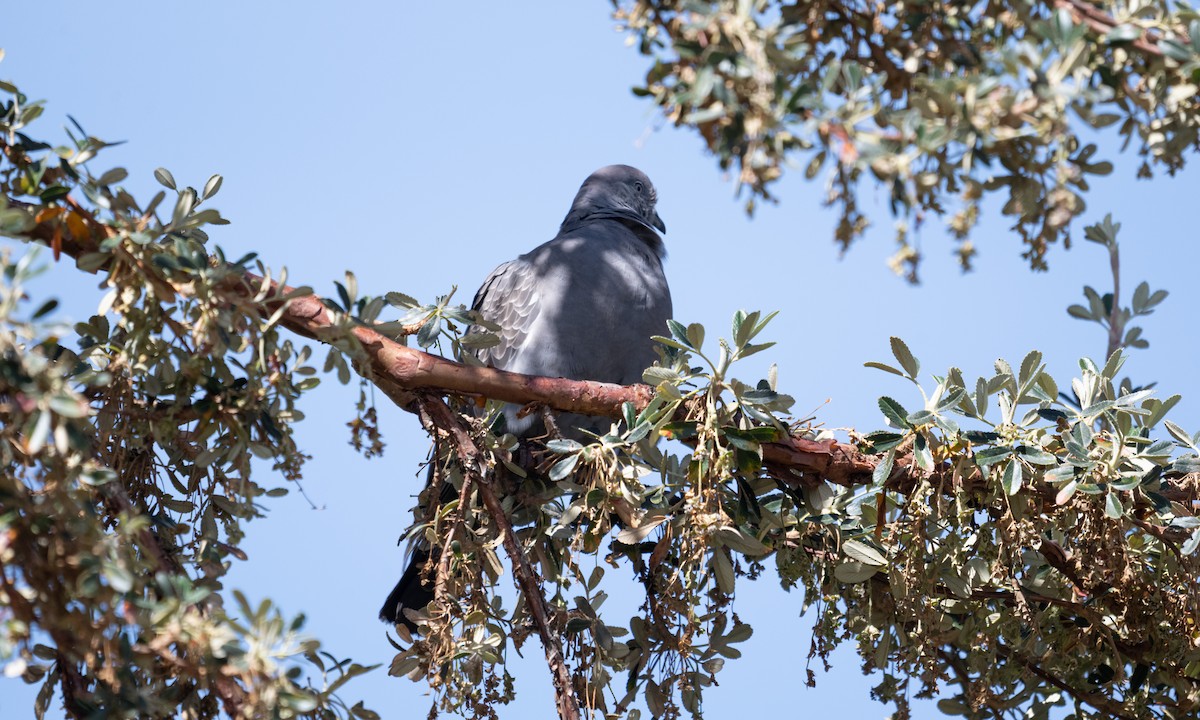 Spot-winged Pigeon - ML644246634