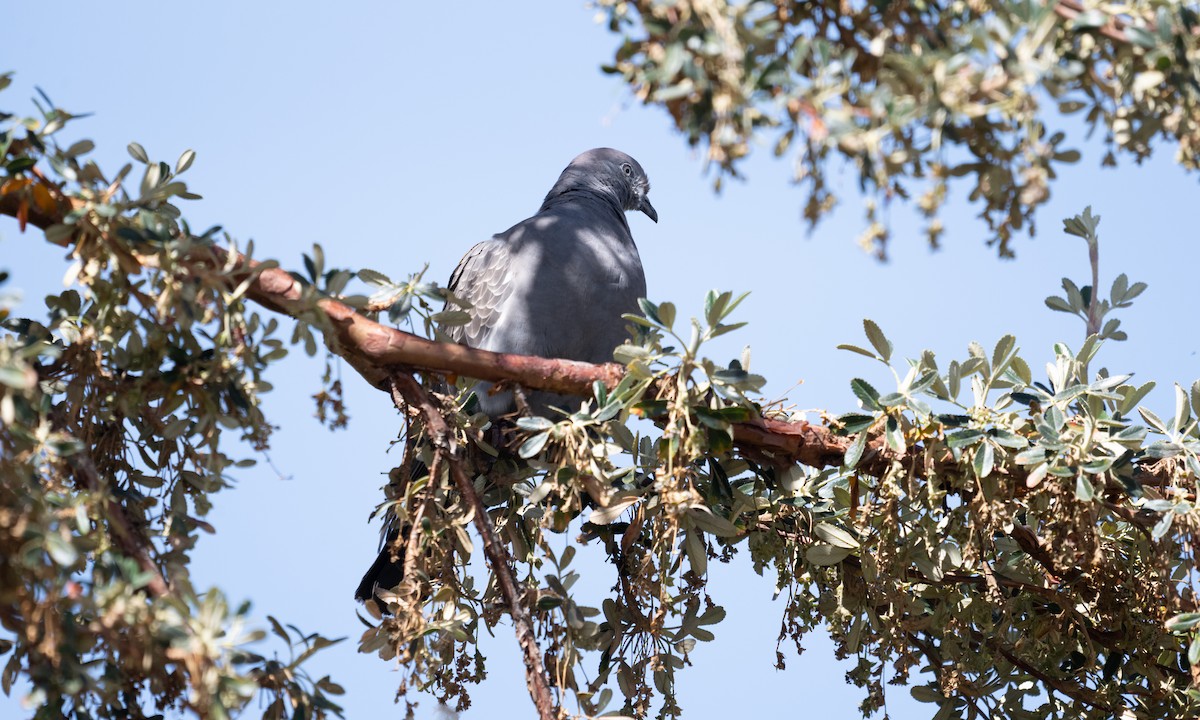 Spot-winged Pigeon - ML644246635