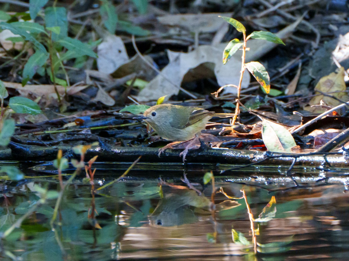 Large-billed Scrubwren - ML644246639
