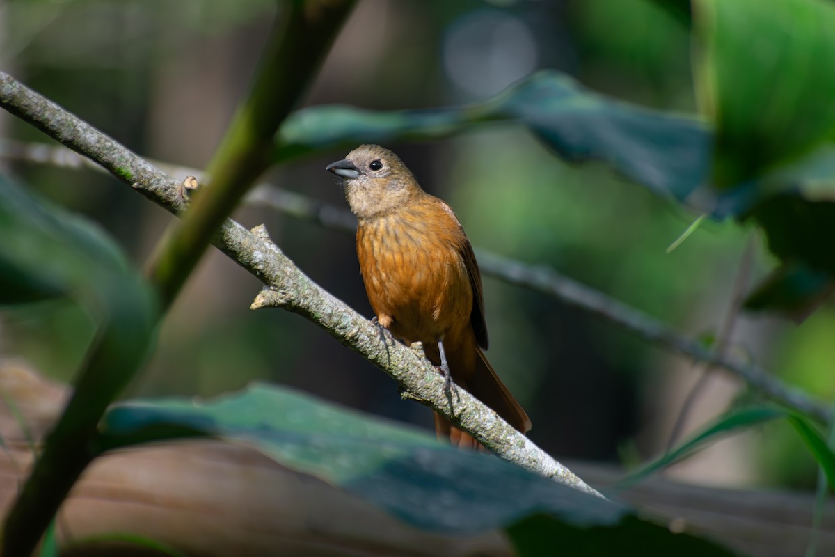 Ruby-crowned Tanager - ML644246640